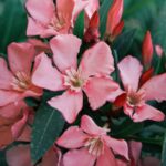 Kwitnący oleander