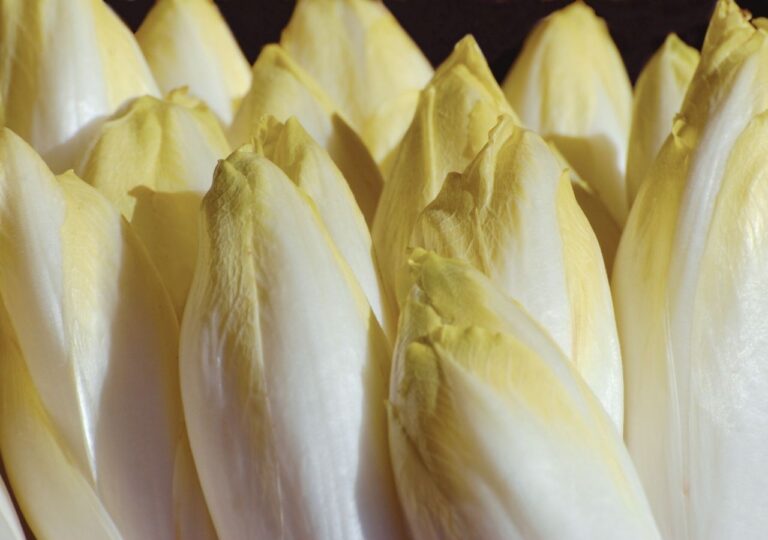 Pędzenie cykorii. Żółta cykoria pędzona w ciemności