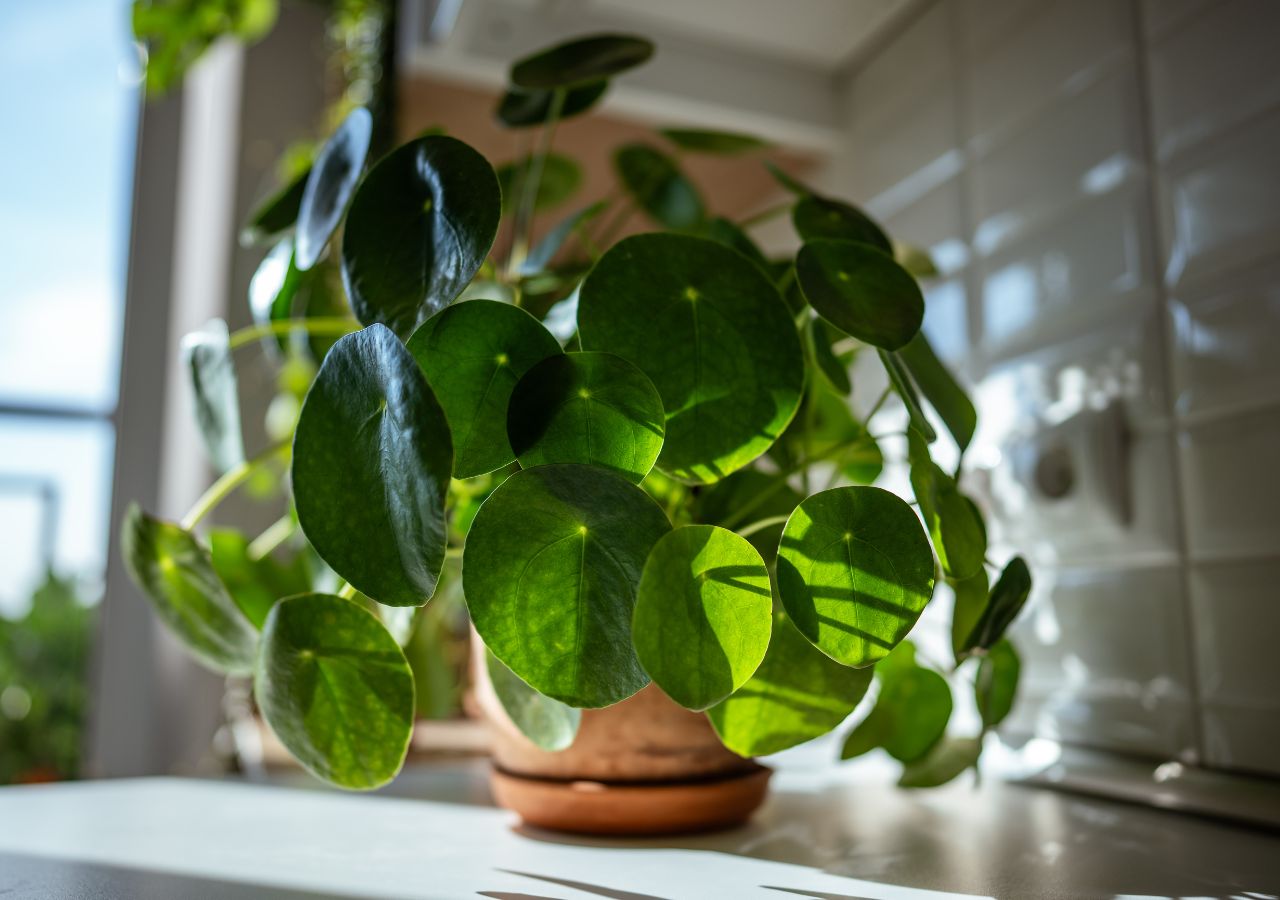 Pilea, czyli pieniążek ro roślina, która uchodzi za symbol szczęścia