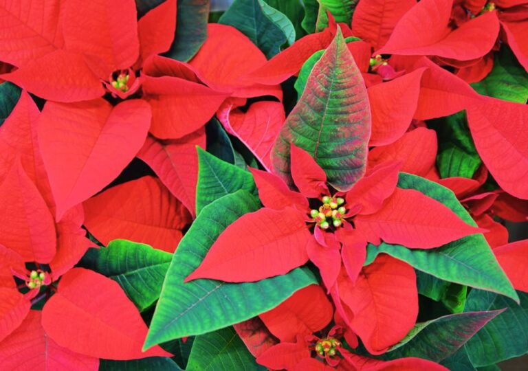 Podlewanie gwiazdy betlejemskiej. Jjak robić to dobrze, by roślina nie gubiła liści