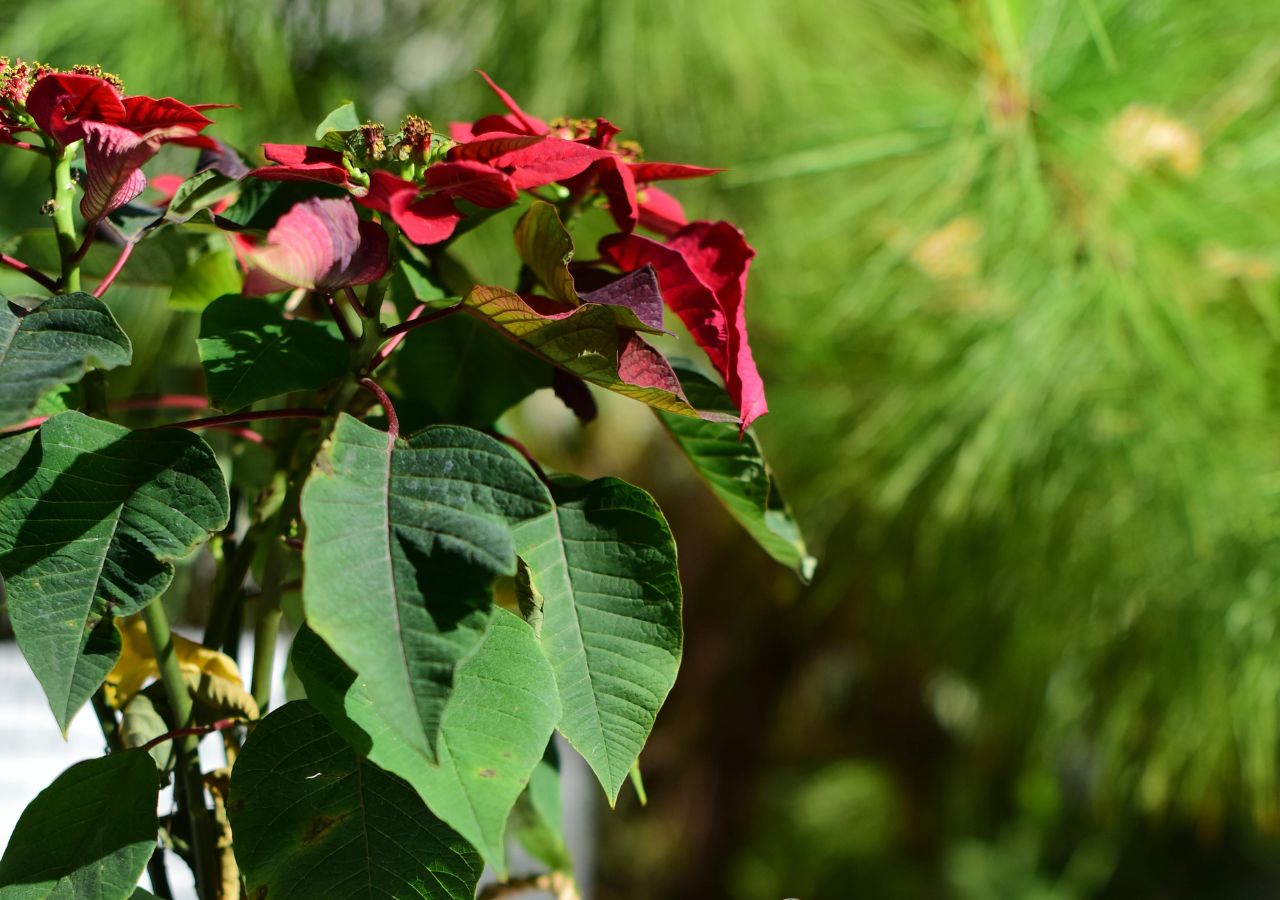 Poinsecja, czyli gwiazda betlejemska, która marnieje po świętach