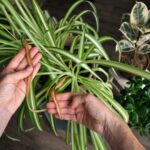 Przelane rośliny doniczkowe - zielistka z żółtymi liśćmi