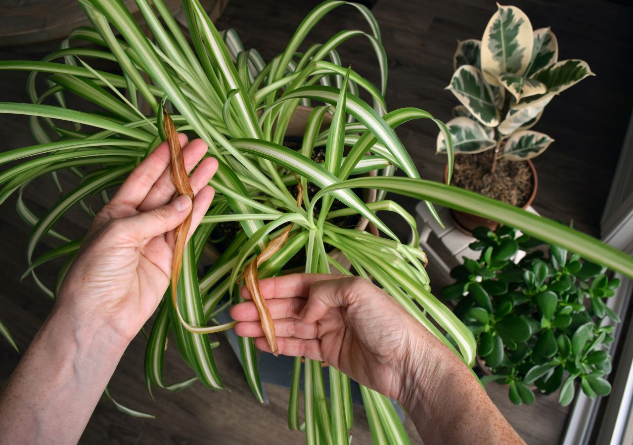Przelane rośliny doniczkowe - zielistka z żółtymi liśćmi