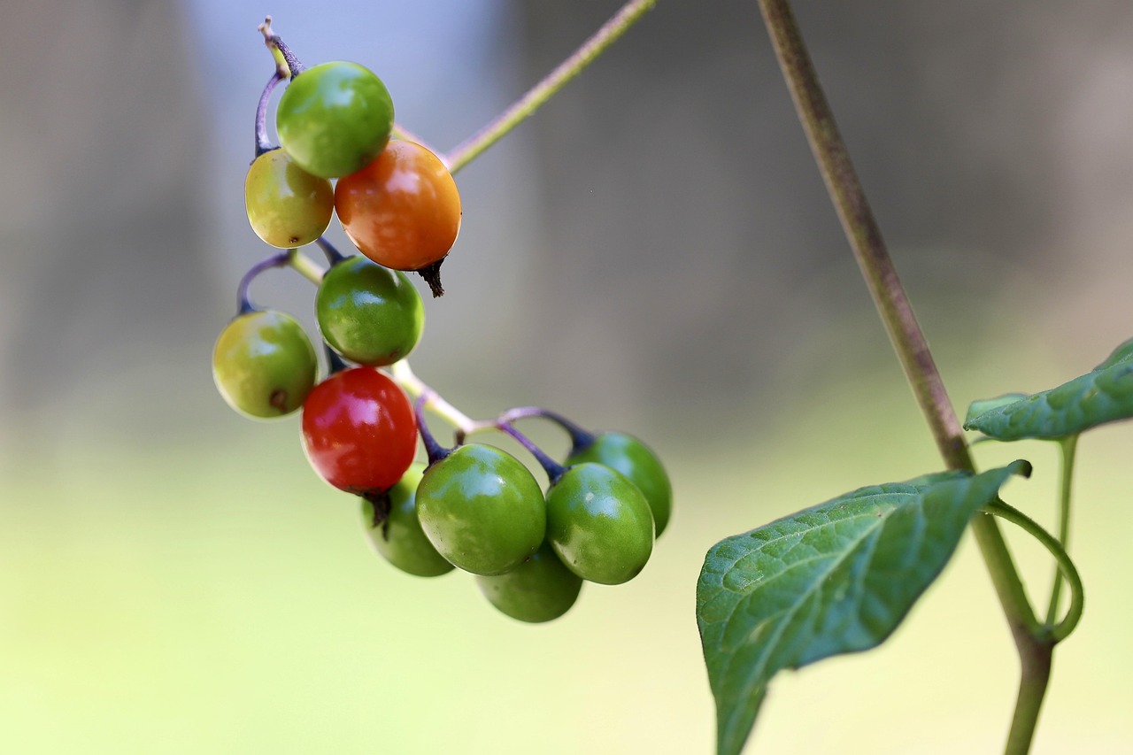 Najbardziej toksyczne sa drobne owoce psianki słodkogórz