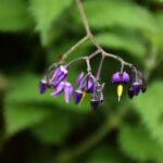 Fioletowe kwiaty psianki słodkogórz