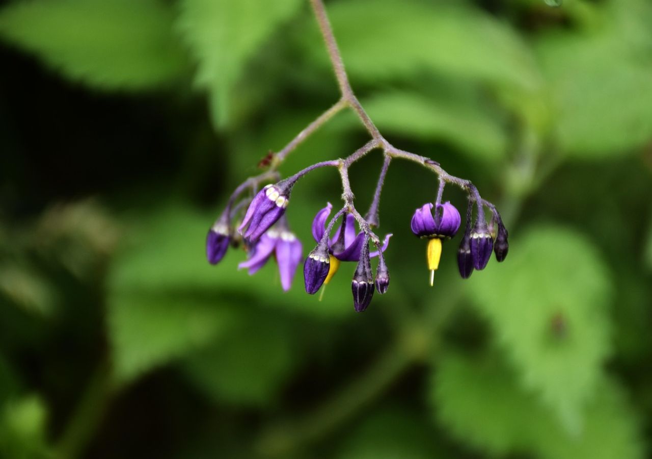 Fioletowe kwiaty psianki słodkogórz
