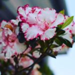 Rododendron uprawiany w donicy na balkonie