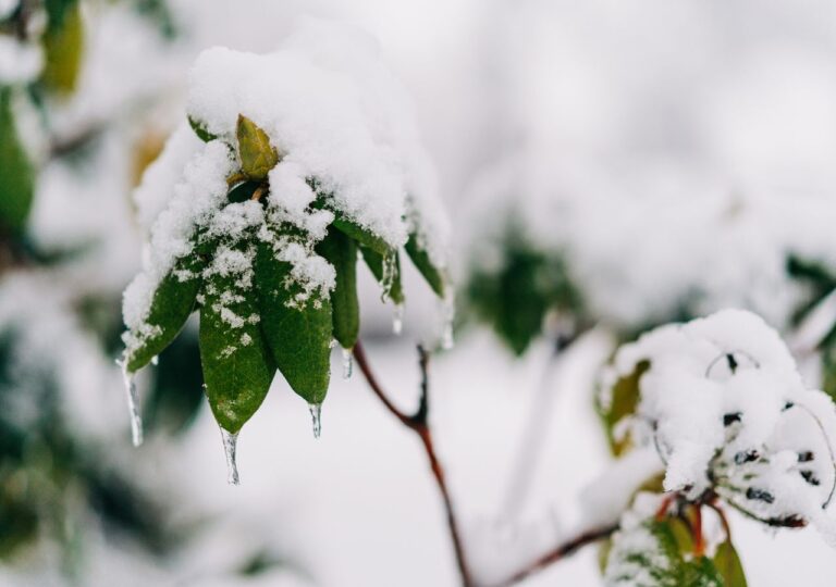 Rododendron w ogrodzie przysypany śniegiem i z soplami lodu