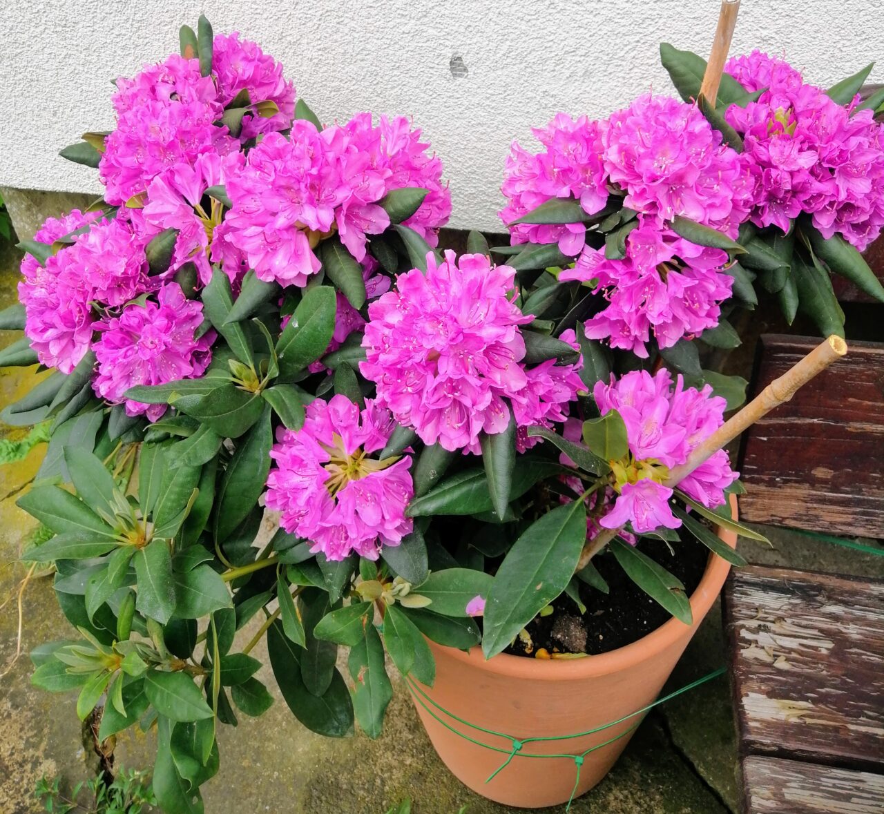 Rododendron w dużej donicy ustawiony w ogrodzie