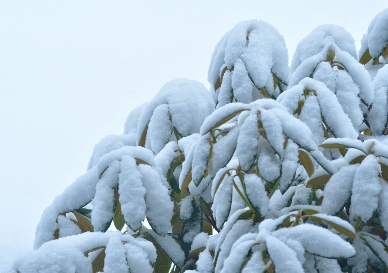 Rododendron w ogrodzie przysypany śniegiem