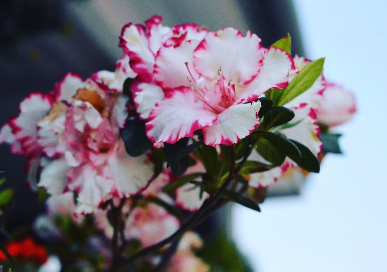 Rododendron uprawiany w donicy na balkonie