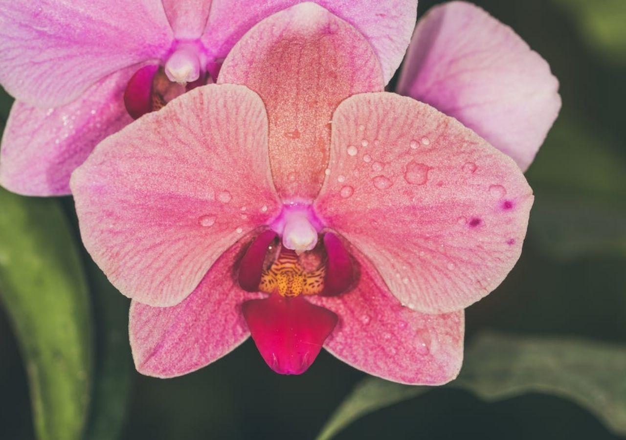 Różowo-łososiowy storczyk Phalenopsis