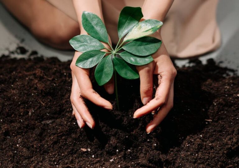 Sadzonka na świeżym podłożu