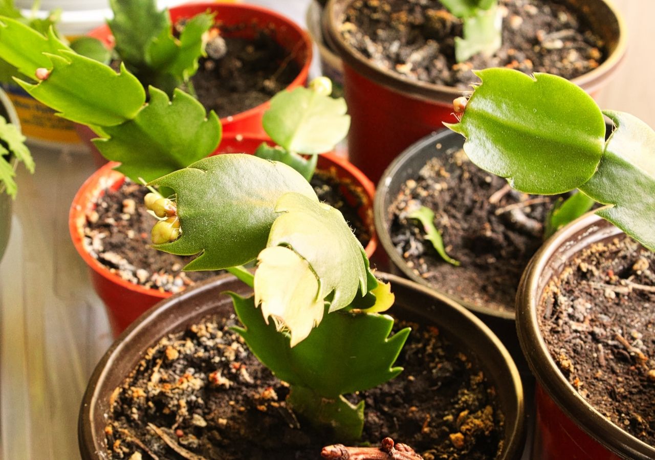 Sadzonki kaktusa bożonarodzeniowego w doniczkach