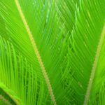 Zielone liści sagowca