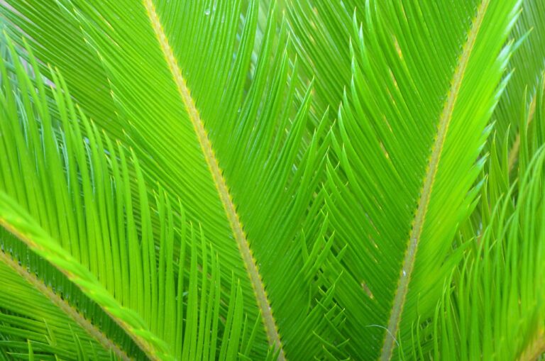 Zielone liści sagowca