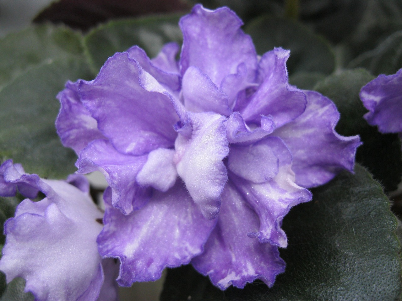 Fioletowy fiołęk afrykański