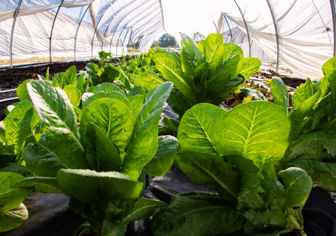 Sadzonki sałaty w zimowej szklarni