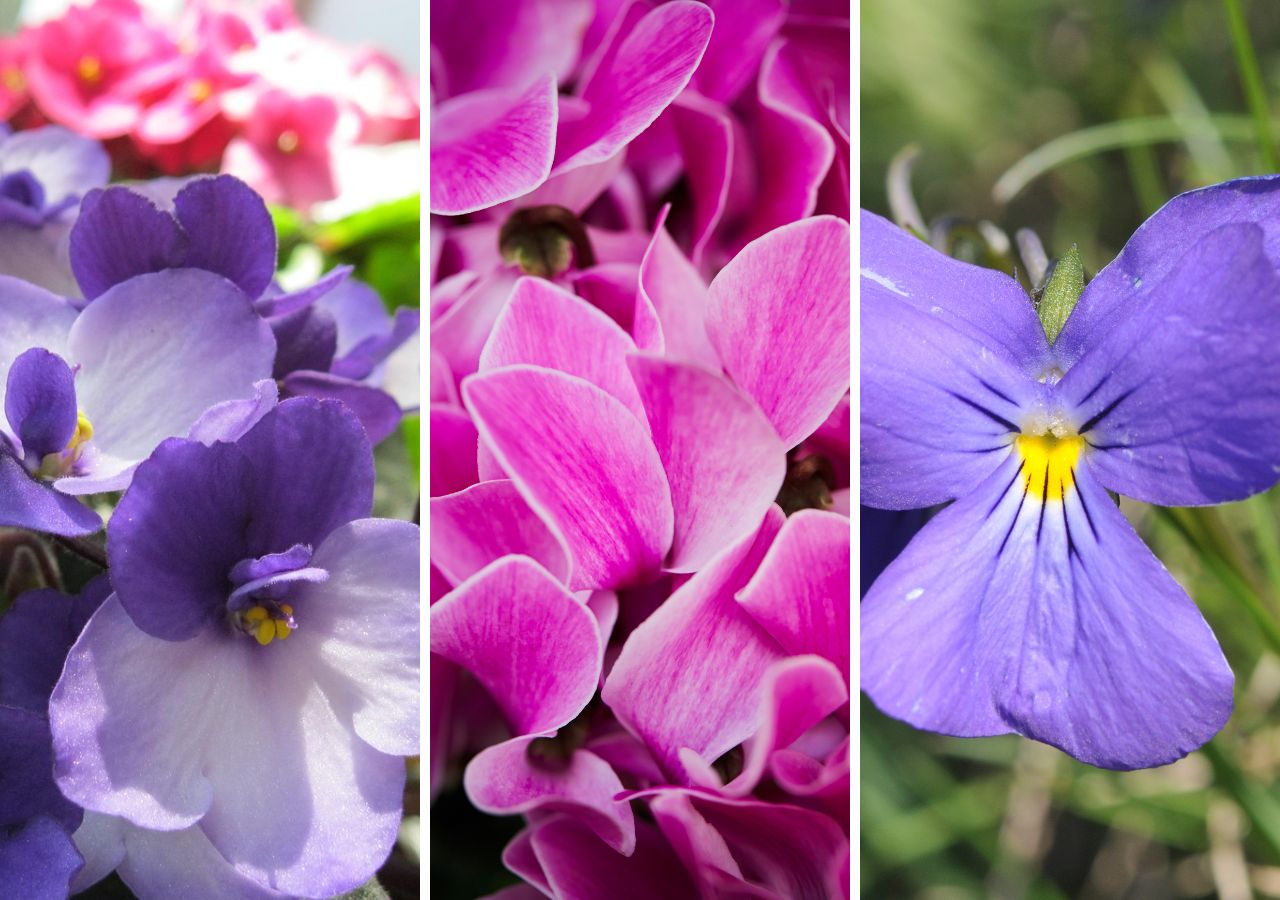 Sępolia fiołkowa, cyklamen perski i fiołek alpejski