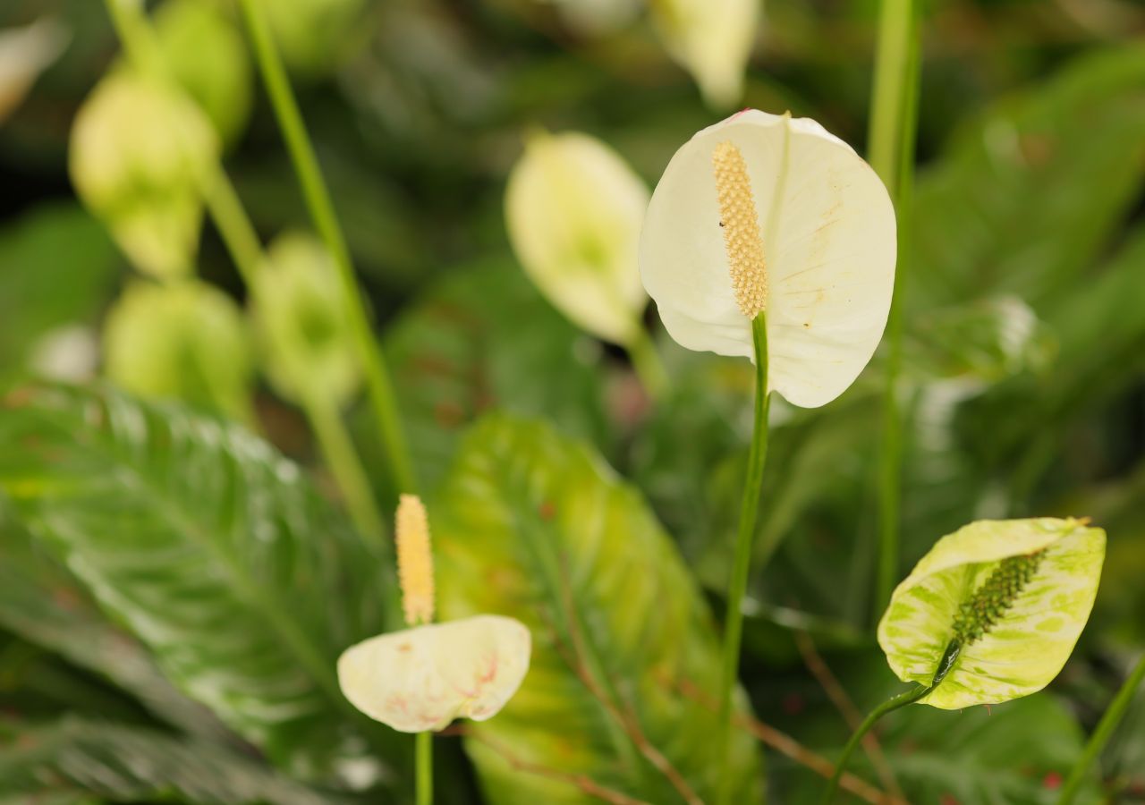 Kwitnący skrzydłokwiat