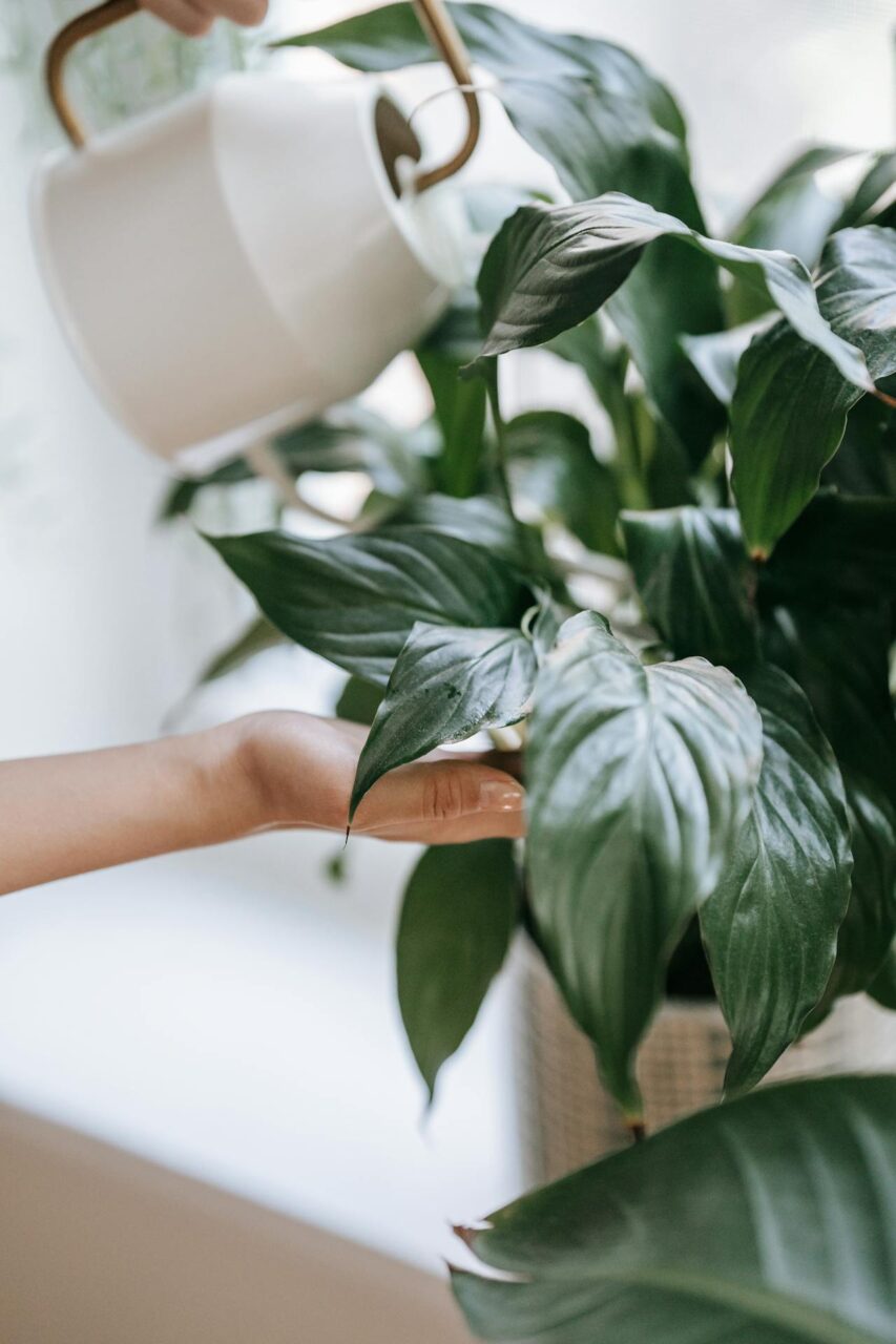 Podlewamie skrzydłokwiatu