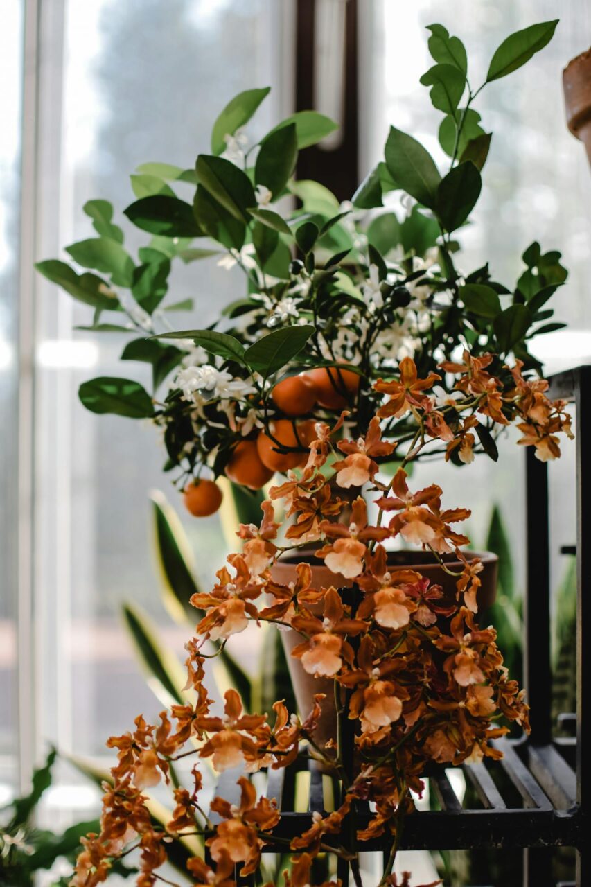 Tak działa  odżywka z goźdzków na storczyki