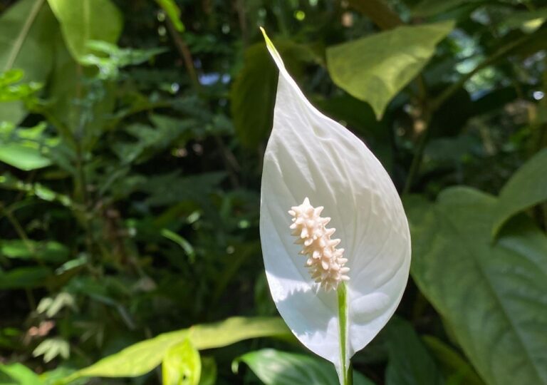 Biały kwiat skrzydłokwiatu, nazywanego kobiecym szczęściem
