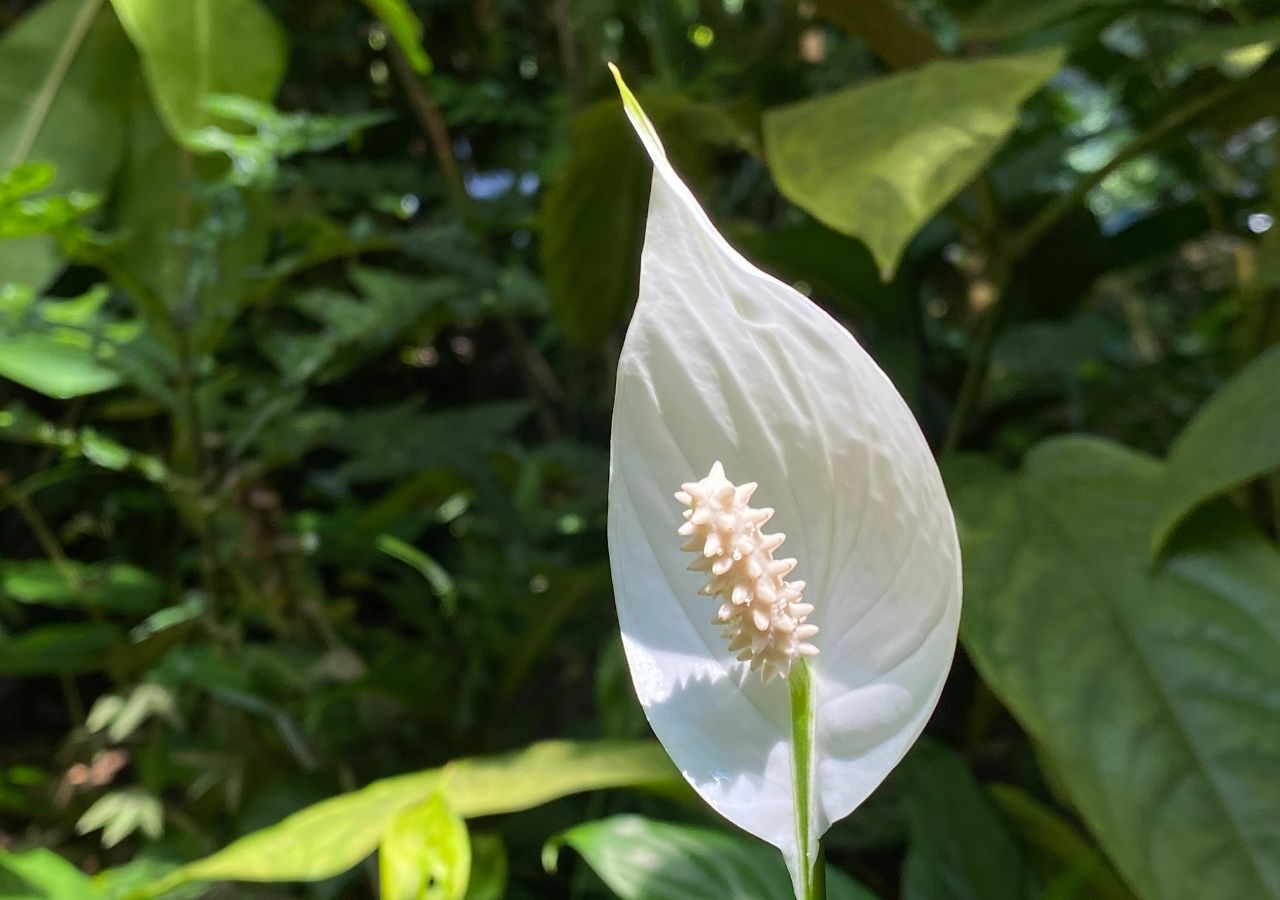 Biały kwiat skrzydłokwiatu, nazywanego kobiecym szczęściem