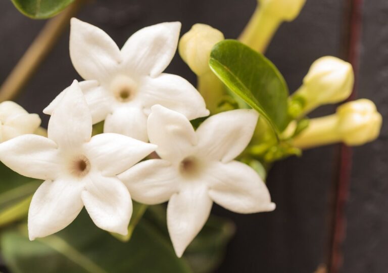 Białek kwiaty stefanotisa w zbliżeniu