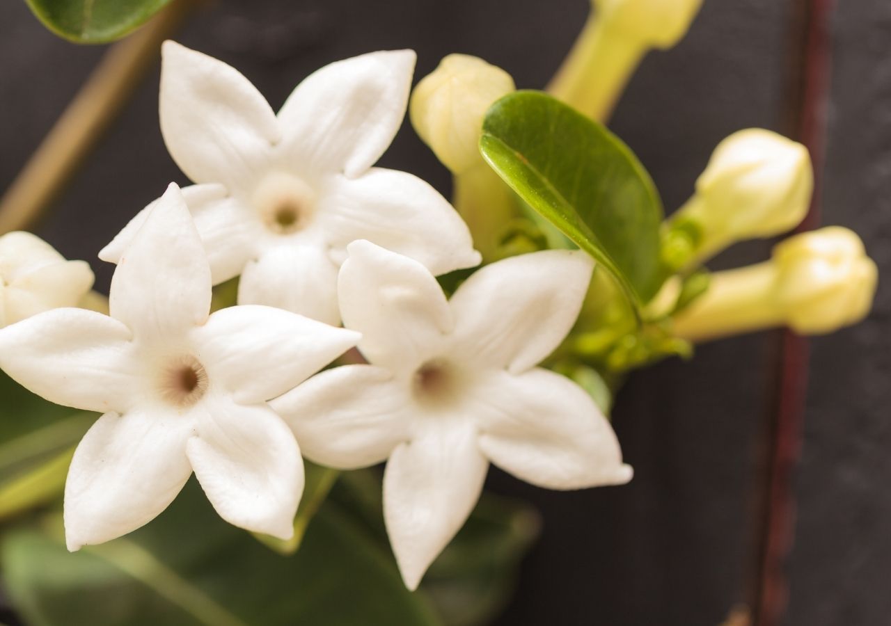 Białek kwiaty stefanotisa w zbliżeniu