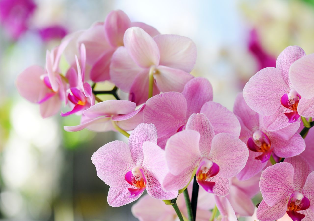 Obficie kwitśce goździki dzięki odżywce z goździków