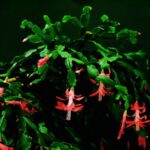 Jakie przesądy ziązane są z kaktusem Bożego Narodzenia?