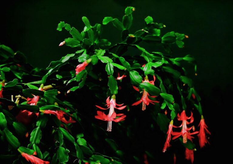 Jakie przesądy ziązane są z kaktusem Bożego Narodzenia?