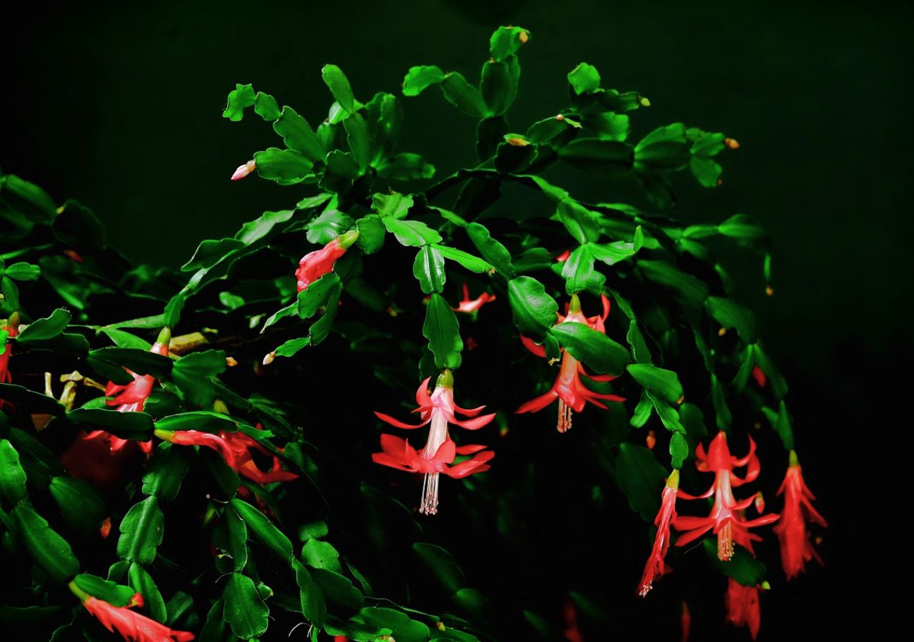 Jakie przesądy ziązane są z kaktusem Bożego Narodzenia?