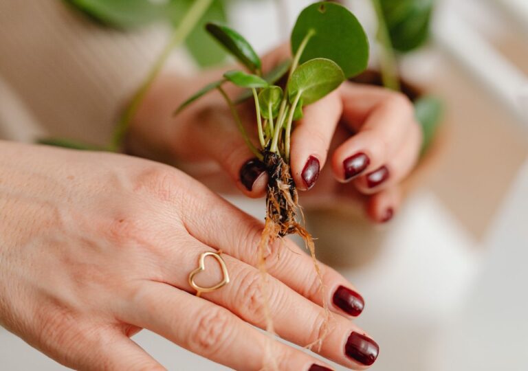 Sadzonka z młodymi korzeniami