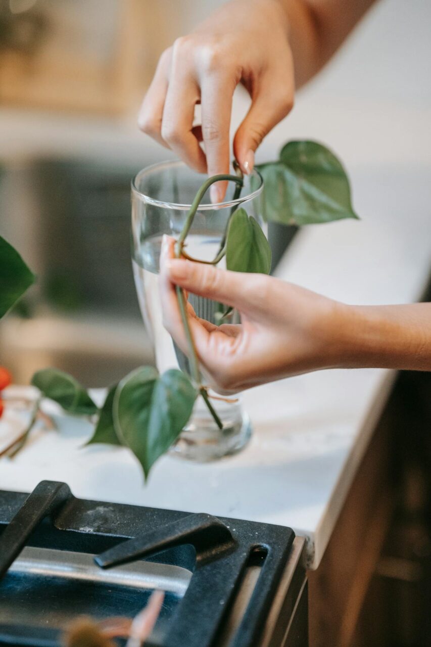 Ukorzenianie sadzonki w roztworze octu jabłkowego
