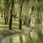 Wierzby płaczące rosnące nad strumieniem