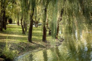 Wierzby płaczące rosnące nad strumieniem