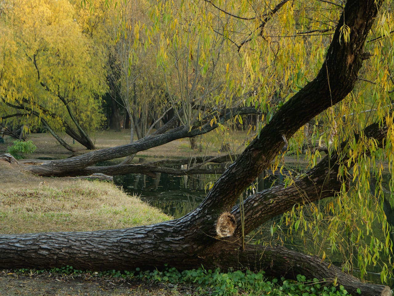 Wierzby roznące nad wodą z konarami wygiętymi nad taflą