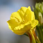 Ćmy lecą do niego jak w transie. Wiesołek rozświetla ogród po zmroku