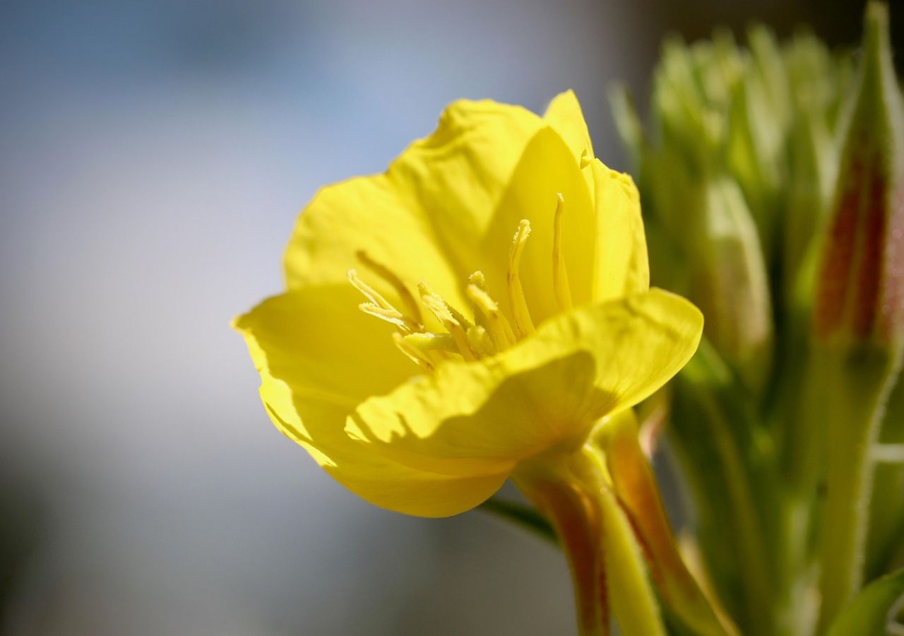Ćmy lecą do niego jak w transie. Wiesołek rozświetla ogród po zmroku