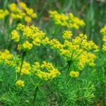 Wilczomlecz sosnka to pospolita roślina, która jest silnie drażniąca i trująca