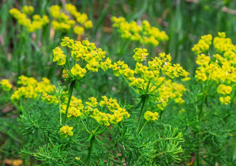 Wilczomlecz sosnka to pospolita roślina, która jest silnie drażniąca i trująca