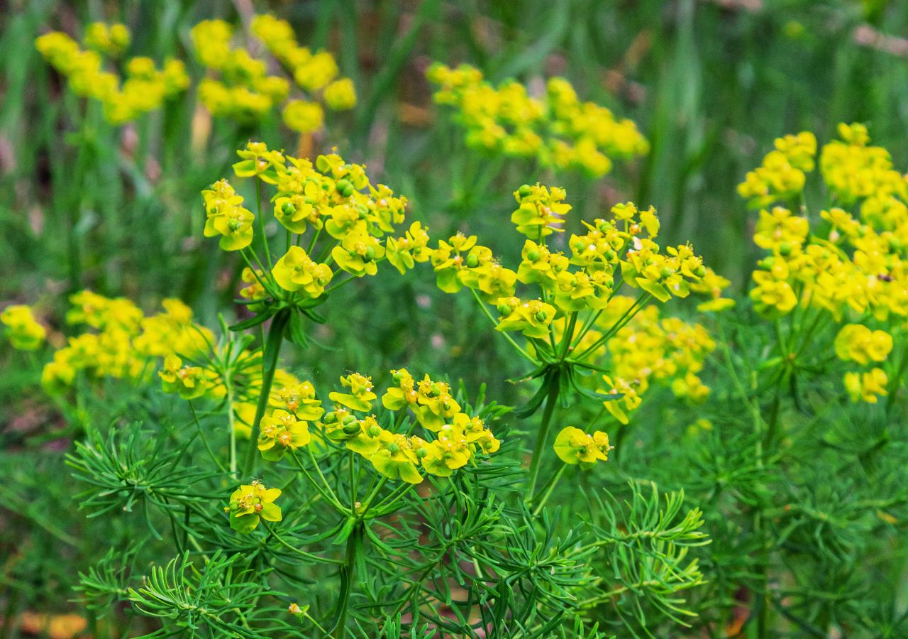 Wilczomlecz sosnka to pospolita roślina, która jest silnie drażniąca i trująca