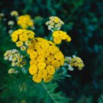 Żółte kwiaty wrotyczu