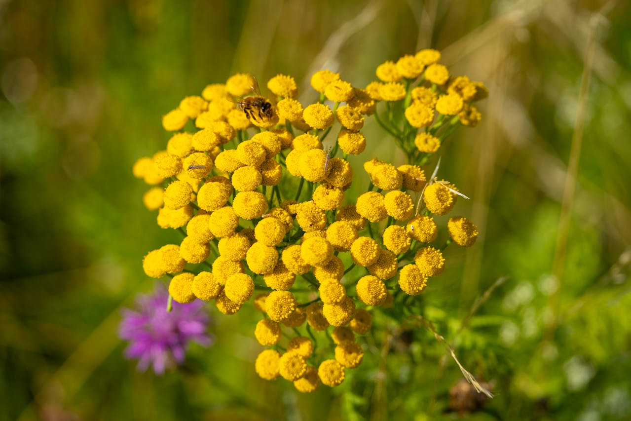 Wrotycz pospolity rosnący na łące