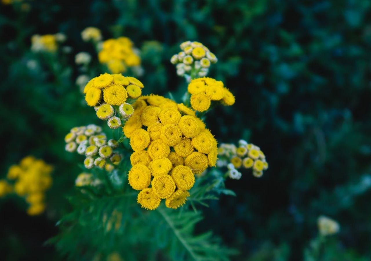 Żółte kwiaty wrotyczu