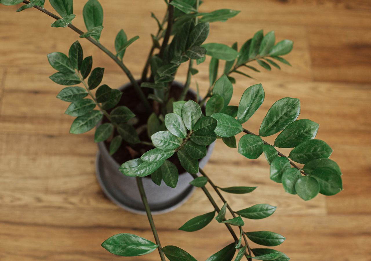 Zmarniały zamioculcas w doniczce