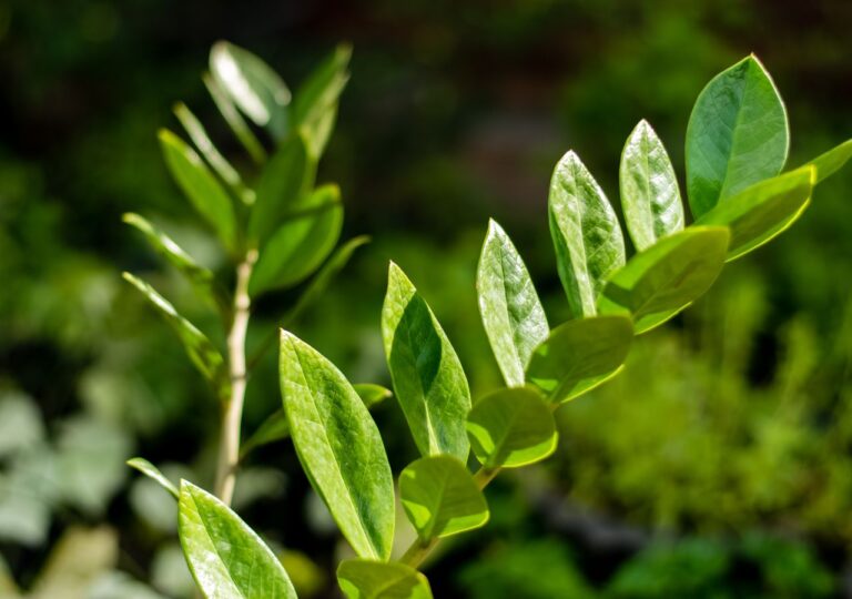 Zielone liście zdrowego zamiokulkasa