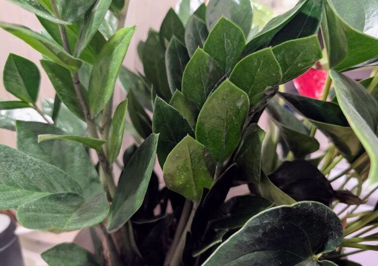 Zamiokulkas w doniczce